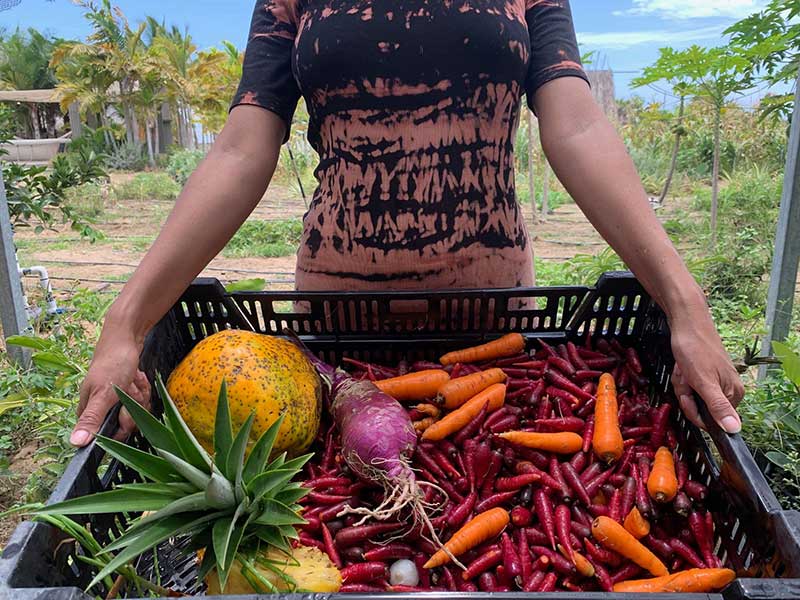 Todos Santos organic produce